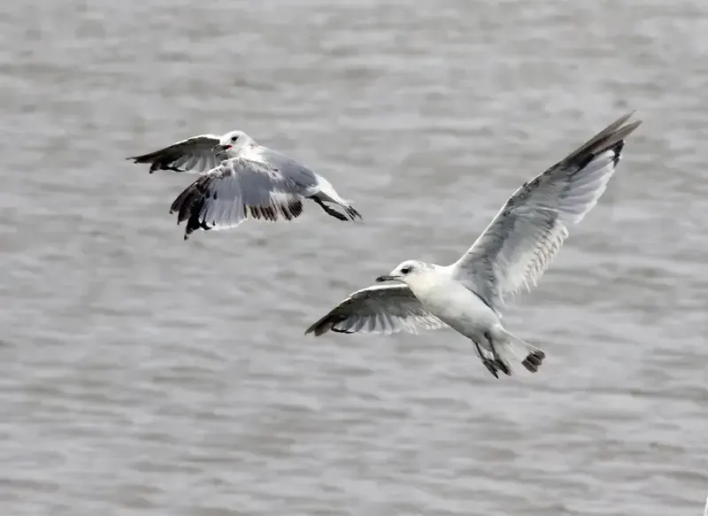 Birdwatching along the Thames Path